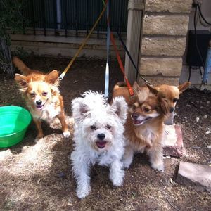 Meet your Posher, Dora